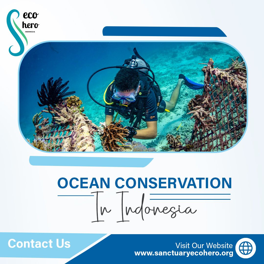 Ocean Conservation in Indonesia