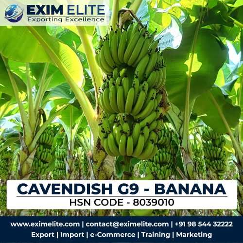 Top Banana Exporter in India | Exim Elite Pune
