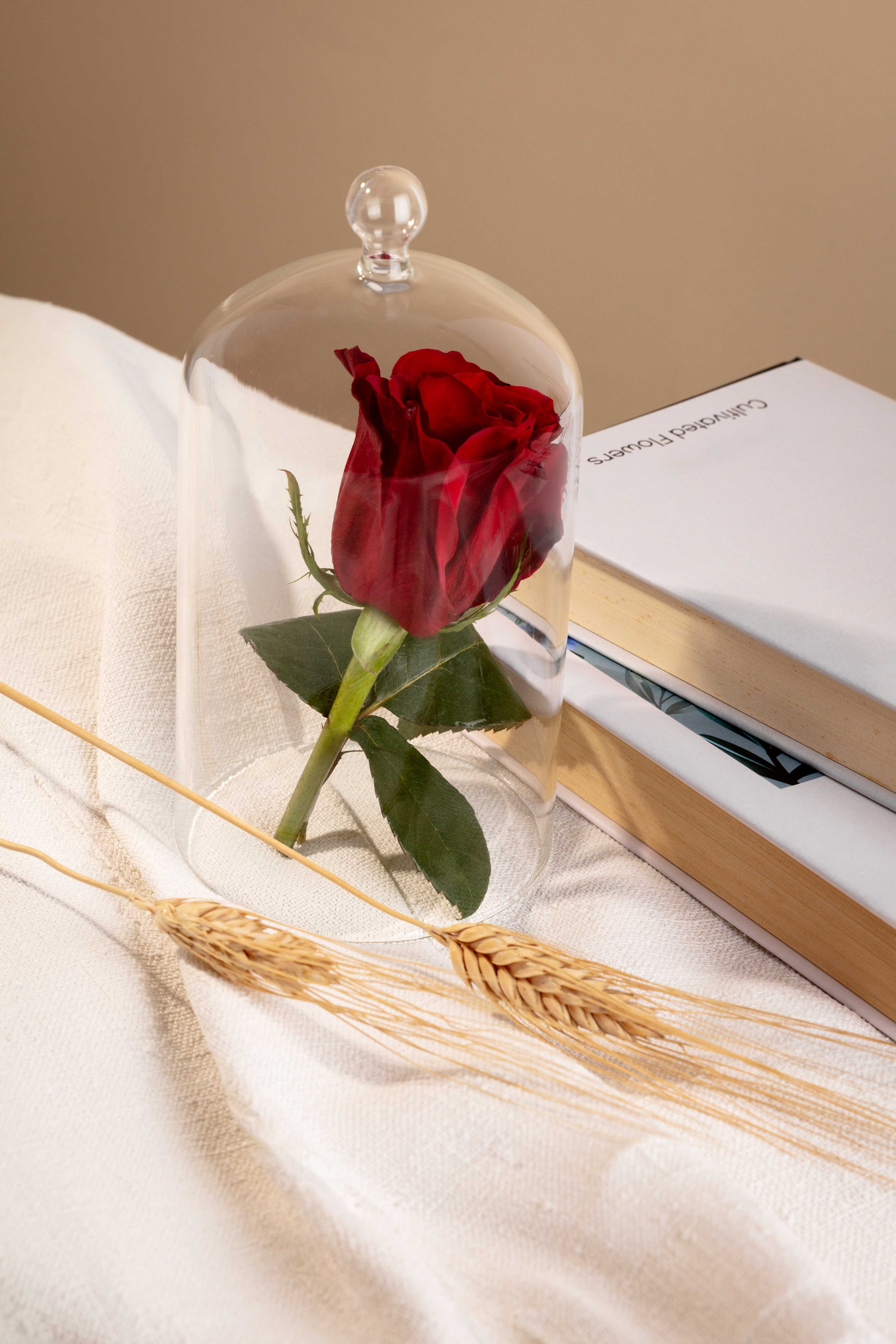 Elegant Preserved Rose Singapore – Long-Lasting Beauty for Every Occasion 