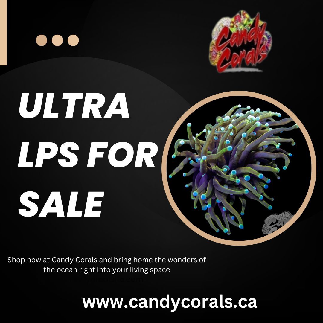 Ultra LPS for Sale – Rare & Colorful Corals Available Now