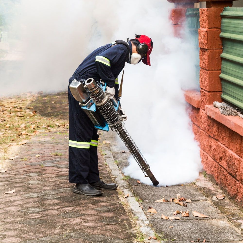 Looking a Best Pest Control in Lucknow